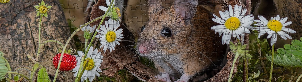 Faszination Nagetier – Mausfotografin Jennifer Hetzel im Interview