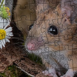 Faszination Nagetier – Mausfotografin Jennifer Hetzel im Interview